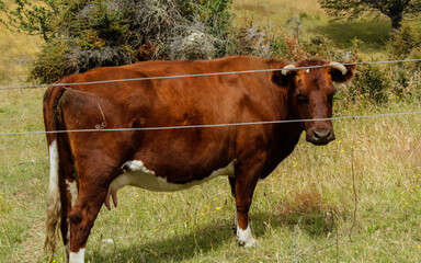Vacas en el campo