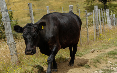Vacas en el campo