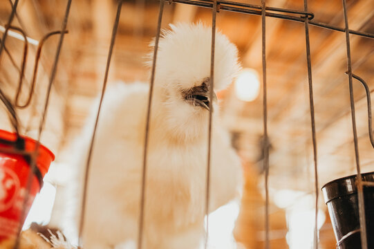 Chicken looking down in cage.