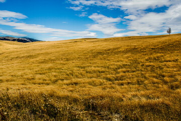 Pastos dorados en el campo.