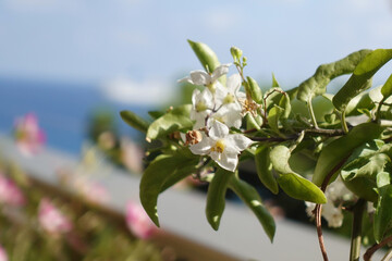 Close up of a tree blossom 