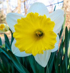first yellow daffodils in the spring