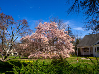 gigantic magnolia tree in full bloom in the spring