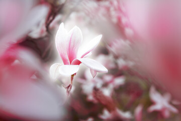 Magnolia Flower Blossom flowering in spring beautiful