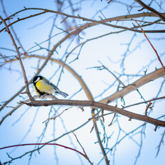 Tit on winter branches of an apple tree.