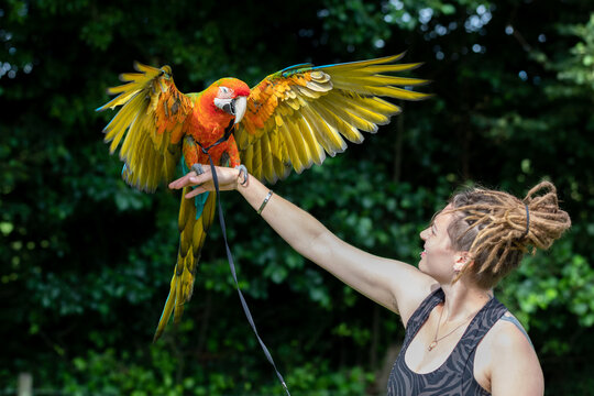 A macaw flapping it's wings