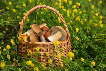Freshly harvested different edible porcini mushrooms in wicker basket in forest in nature in grass...
