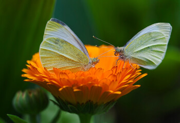 USA, Ohio. Close-up of two sulphur butterflies on zenia flower in springtime.