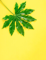 Creative vertical layout with green leaf on bright illuminating background. Minimal spring or summer flat lay concept.