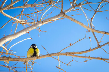 Yellow tit on a tree (birds).