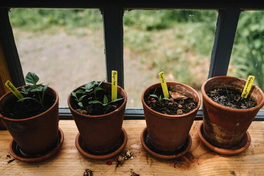 terracotta pots with seedlings in front of a window