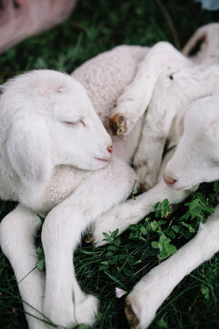 Two lambs sleeping