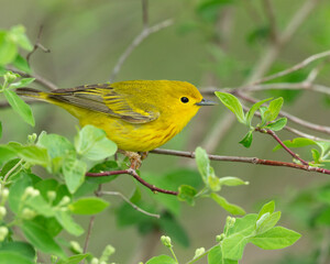 Yellow warbler, Magee Marsh, Ohio.
