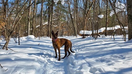 dog in winter
