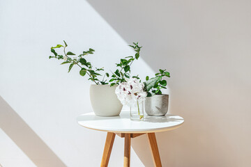 Potted plants on table