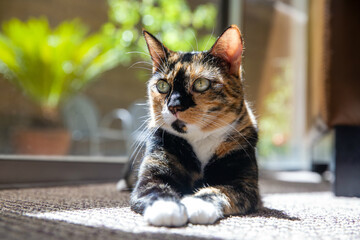 Calico sunning