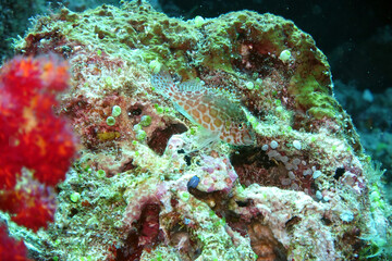Fototapeta na wymiar Korallenwächter - Cirrhitichthys oxycephalus