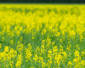 Mustard fields, Ohio.