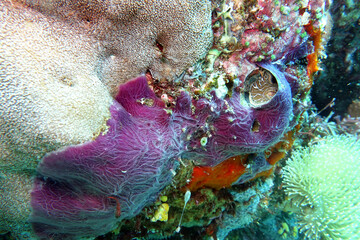 Violetter Strahlenschwamm - Chalinula nematifera