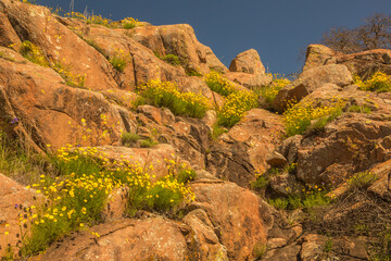 Fototapeta na wymiar USA, Oklahoma, Wichita Mountains National Wildlife Refuge. Wildflowers and boulders.