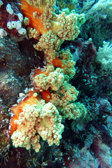 Blumenkohlartige Weichkoralle mit eingezogenen Polypen