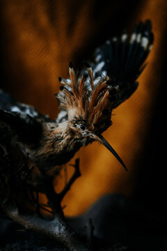 crested jay