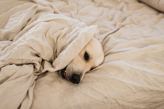 golden retriever under sheets