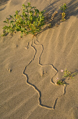 USA, Oregon. Beetle tracks and flowers growing in coastal sand.