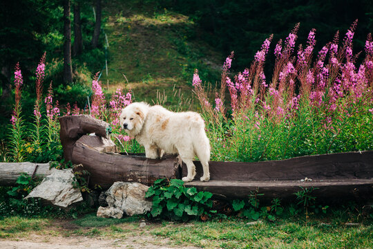 Maremma shepherd in the italian alps