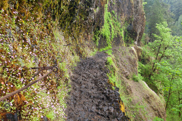 USA, Oregon, Columbia River Gorge. View of Eagle Creek Trail next to cliff.