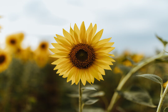 Details of sunflowers