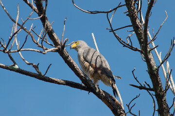 Águila observada en Potrerillos, Chiriquí, Panamá y científicamente conocida como Buteo magnirostris