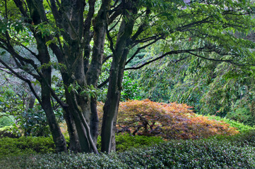 USA, Oregon, Portland, Portland Japanese Garden scenic.