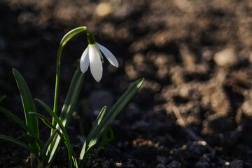 Obraz premium One snowdrop grows in the garden in sunny weather. Blurred brown background. A game of shadow and light. Selective focus and sharpness. Copy space