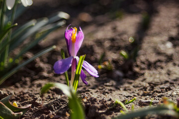 One saffron flower grows in the garden in sunny weather. Selective focus and sharpness.