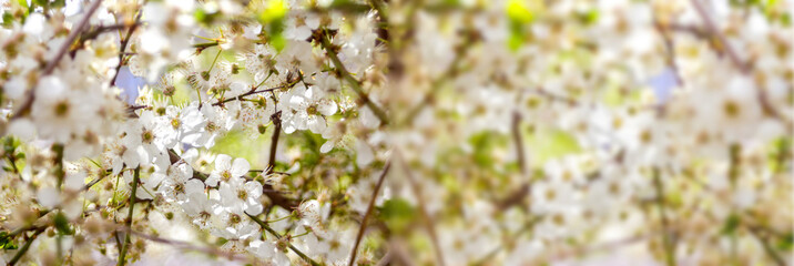 Defocus Spring background banner. White flowering tree close-up. Cherry tree branch blossom and bloom. White flowers on cherry apple tree branch. blurred bokeh background Design, border. Out of focus