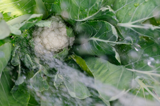 Watering home grown cauliflower with copy space