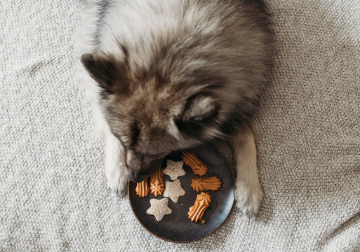 Dog treats