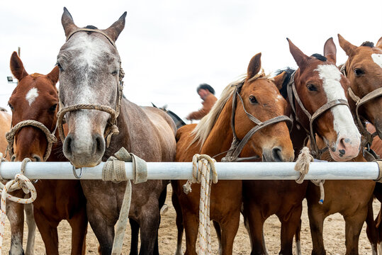 Tethered horses waiting to be ridden in a country rodeo