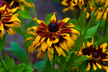 USA, Oregon. Rudbeckia Hirta 'Cherokee Sunset'
