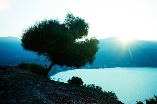 Tree in front of sunset in Cephalonia.