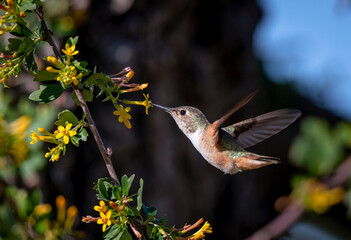 hummingbird feeding on flower