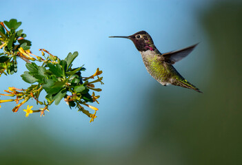 Fototapeta premium Hummingbird in flight