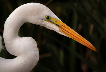 Great heron in hunting mode. 