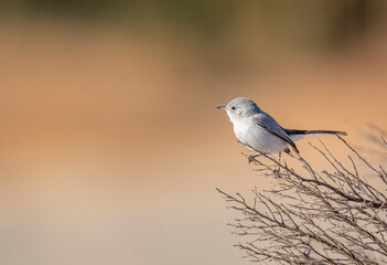 Blue-gray Gnatcatcher looking away.