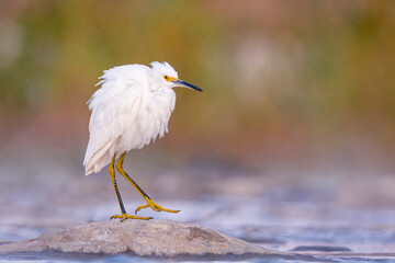 Snowy Egret in the river. 