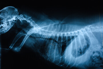 x-ray image of a dog head
