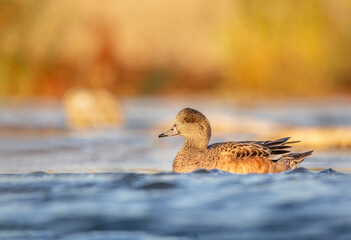 Female American Wigeon in the water