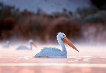 White American Pelican in 3D