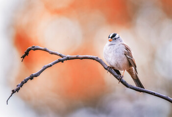 White-crowned Sparrow in fall colors